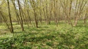 23.04.2025.Усадьба Парк Кино Ляхово. Парк Кошек. Домодедово, Обзор територии Усадьбы Ляхово. ЧАСТЬ 1