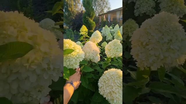Пышные гортензии: обрезка и подкормка