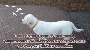 Тёплое утро в парке. Две фигуры выделялись среди остальных: Симба и его хозяин.