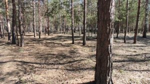 весна в лесу