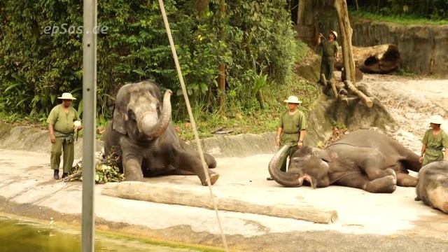 Funny Elephant Tricks in Singapore Zoo