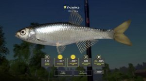 Русская Рыбалка 4 (Трофей Уклейка) р.Вьюнок