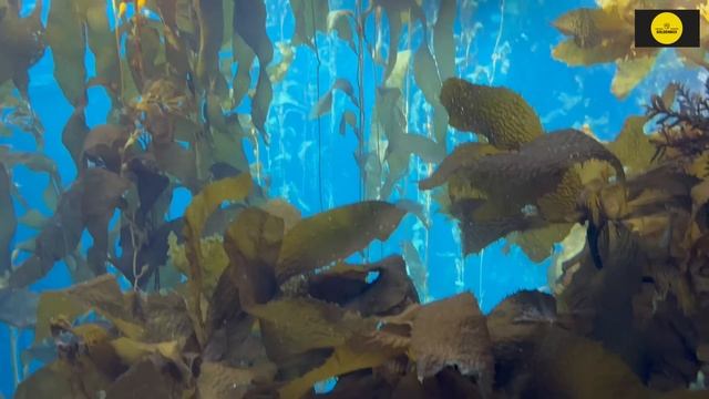 С Виталей отдыхаем в г. Монтерей Калифорния. ПРИЯТНОГО ПРОСМОТРА. смотреть онлайн