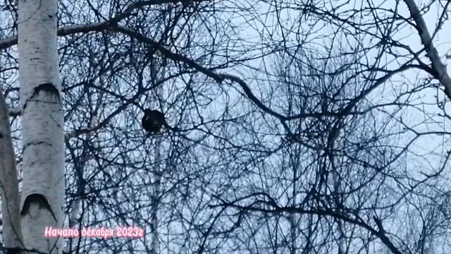 КОСАЧИ НА СТАНЦИИ #печорасветланаяковлева #печоракоми #интакоми смотреть онлайн