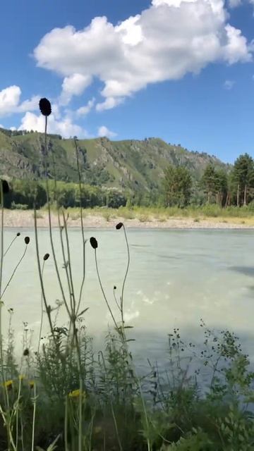 Черемшанка Горный Алтай смотреть онлайн