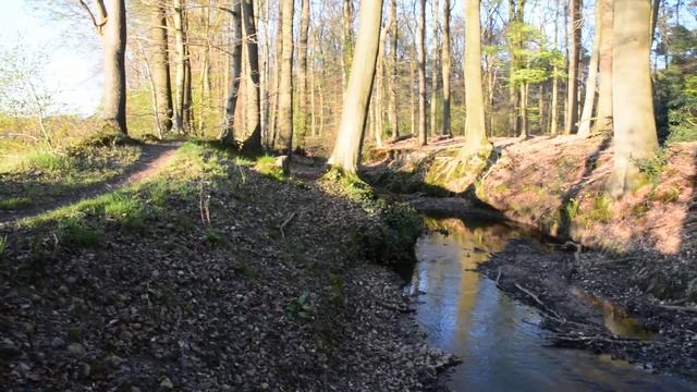 Ручей в лесу. Северная Вестфалия . Недалеко от города Райне. смотреть онлайн