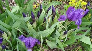 Весенний вальс цветов.