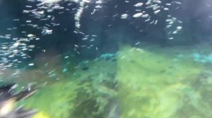 Океанариум в Америке, Калифорния. Жизнь в Америке. Отдых в Америке. Путешествия по Америке.