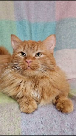Персик - кот, невероятно привязанный к человеку. 🏡 🐈