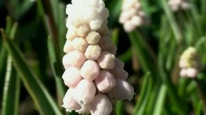 Розовый мускари