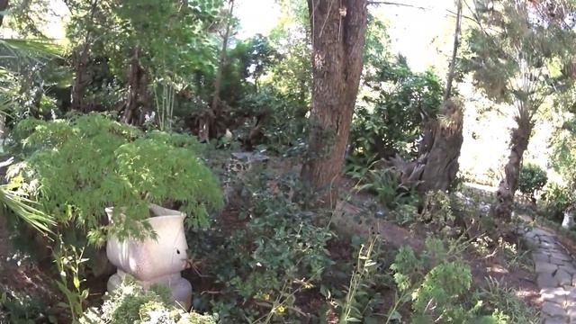 Фито фантазия смотреть онлайн