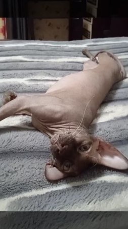 Кот Аватар