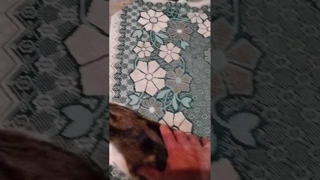 Котята в хорошие руки