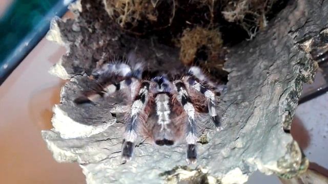 Thork's Birdeaters. Poecilotheria Formosa Female goes gome. смотреть онлайн