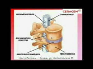 Где центр мужской силы?