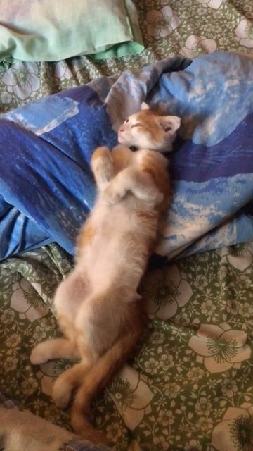 ❤️Кот-Бося❤️ упал сегодня с крыши но слава богу все ? смотреть онлайн