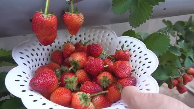 Как вырастить клубнику в канализационной трубе: пошаговый DIY-гид