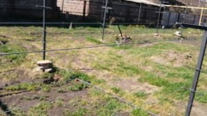 Высадка черенков винограда в стаканы. Обзор виноградника после заморозков и града.
