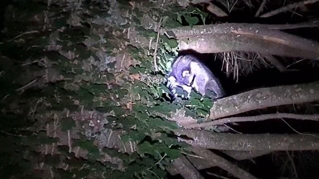 Еноты пришли на шашлыки. Пикник на Красной Поляне смотреть онлайн