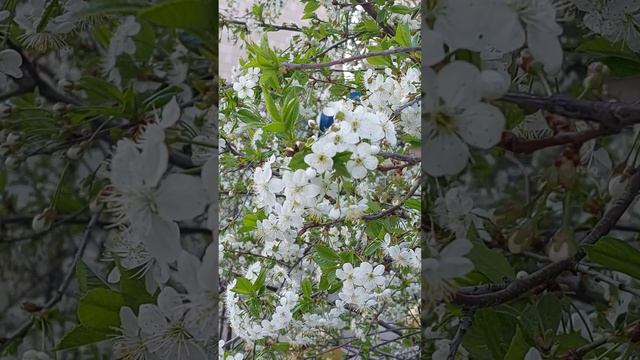 все цветет !  Весна пришла!
