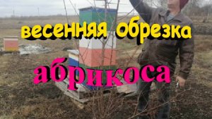 Весенняя обрезка абрикоса