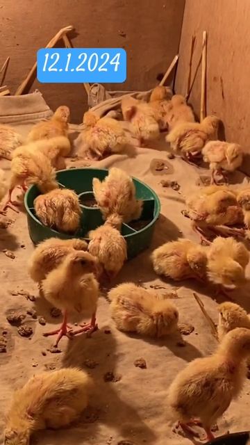 Суточные перепел Хитрук Елена Украина перепелатехасскийперепелхитрукеленаукраина
