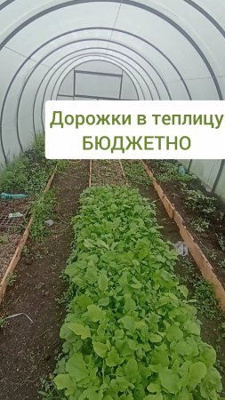 Бюджетные дорожки в теплицу. Теплица заросла