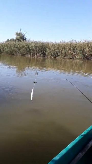 Сазан Рыбалка Кировский смотреть онлайн