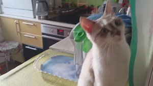 ЧТО ТАМ ТАКОЕ ЛЕТАЕТ?! !Ща поймаю!