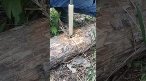 Разводим огонь в лесу с помощью трения