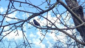 Коломенское. Краски весны. Много-много цветов. Первоцветы. Весна. Апрель 2025