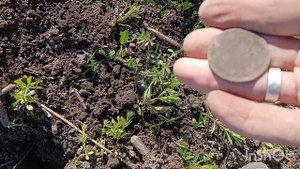 коп металла и старины