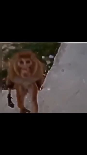 ест себя от голода#обезьяна #макака#видеонемоё смотреть онлайн