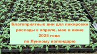 Благоприятные дни для пикировки рассады в апреле, мае и июне 2025 года 🌱🌕