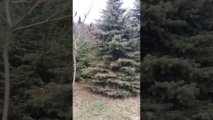 1000322443.mp4 НАЛЬЧИК- март 2024..мои прогулки
