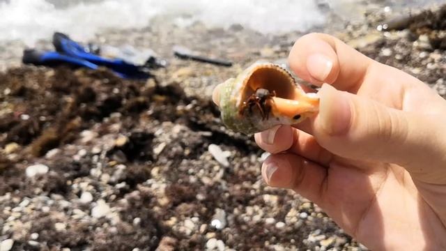 Архипо-осиповка. Кемпинг Сосновый берег и Назарова дача.Август 2020(3) смотреть онлайн