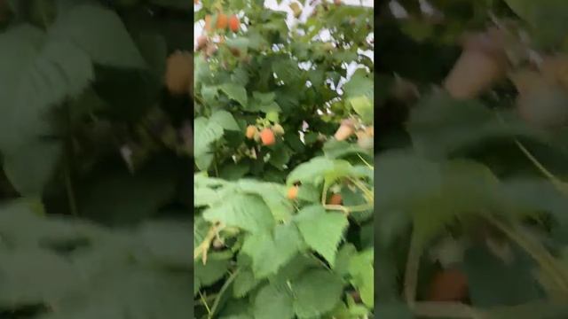 Малина на органике.