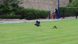 вороны Тауэра. Лондон