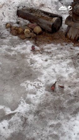 Яркие сибирские чечевицы во Фролихинском заказнике