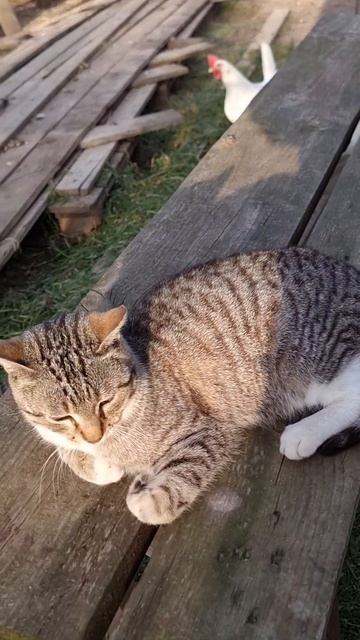 Анапа сегодня смотреть онлайн