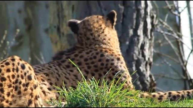 cheetah смотреть онлайн