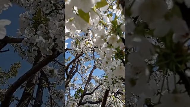 Пчелотерапия в саду Универсолис у пирамиды, 22.04. Одесса. Мир Универсологии