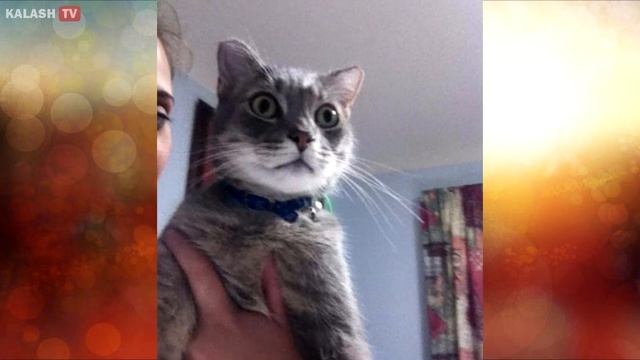 20 ЗАБАВНЫХ КОТИКОВ, В КОТОРЫХ КАЖДЫЙ МОЖЕТ УВИДЕТЬ СЕБЯ смотреть онлайн