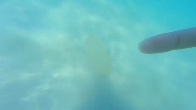 Гребневик Берое 2