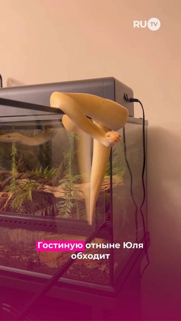 Экзотика в доме Юлии Барановской! А вы бы осмелились завести питона?#барановская #питон #змея #rutv