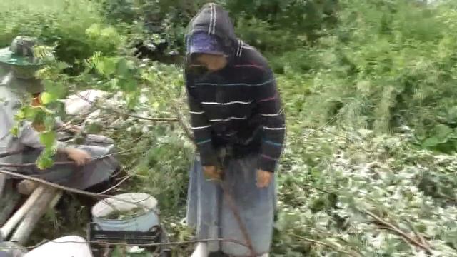 Липовый дар для здоровья всем...  28. 06. 2018