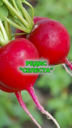 Успейте посадить именно эти сорта редиски
