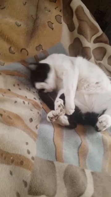 У Шнурка едет крыша #зверьёмоё #кот #котики #безкотажиз