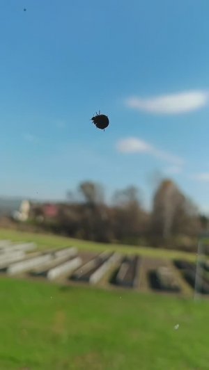 Божьи коровки🐞