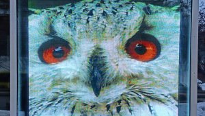 LED-экраны в витрину за стеклом от Телевиком